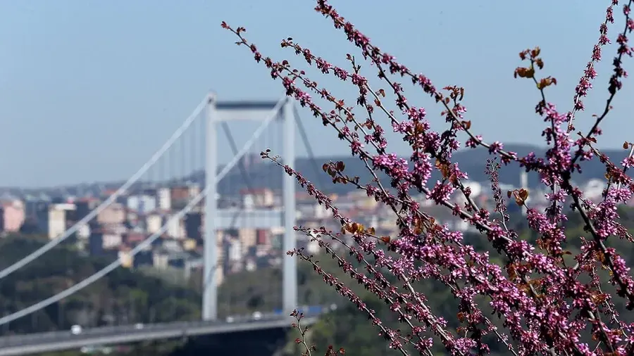 İstanbul'da erguvanlar Nisan ayı sonu ve Mayıs başında açıyor İşte İstanbul'da erguvan rotaları 2