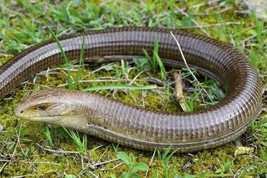 Zehirli yılanları nasıl uzaklaştırabiliriz? Türkiye’de 17 çeşit zehirli yılan var 5