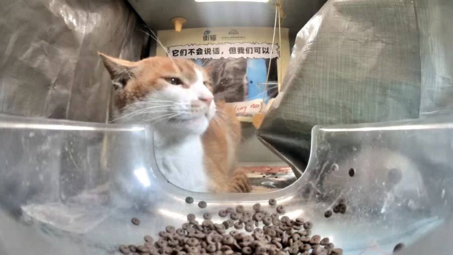 Çin'de sokak kedilerini besleyen otomatik mama kapları, kamera ile canlı olarak izlenebiliyor 4