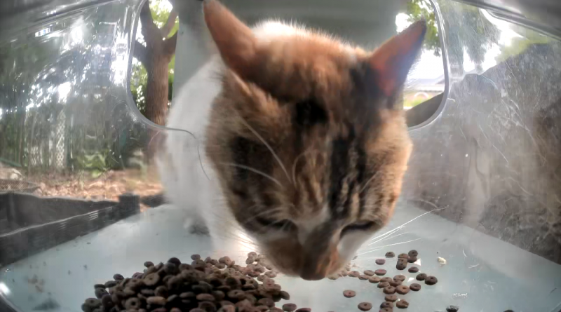 Çin'de sokak kedilerini besleyen otomatik mama kapları, kamera ile canlı olarak izlenebiliyor 1