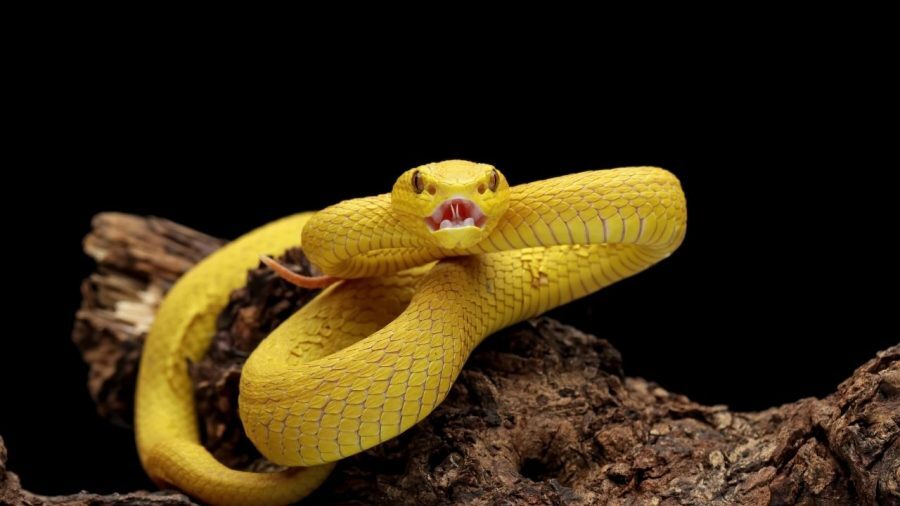 Zehirli yılanları nasıl uzaklaştırabiliriz? Türkiye’de 17 çeşit zehirli yılan var 4