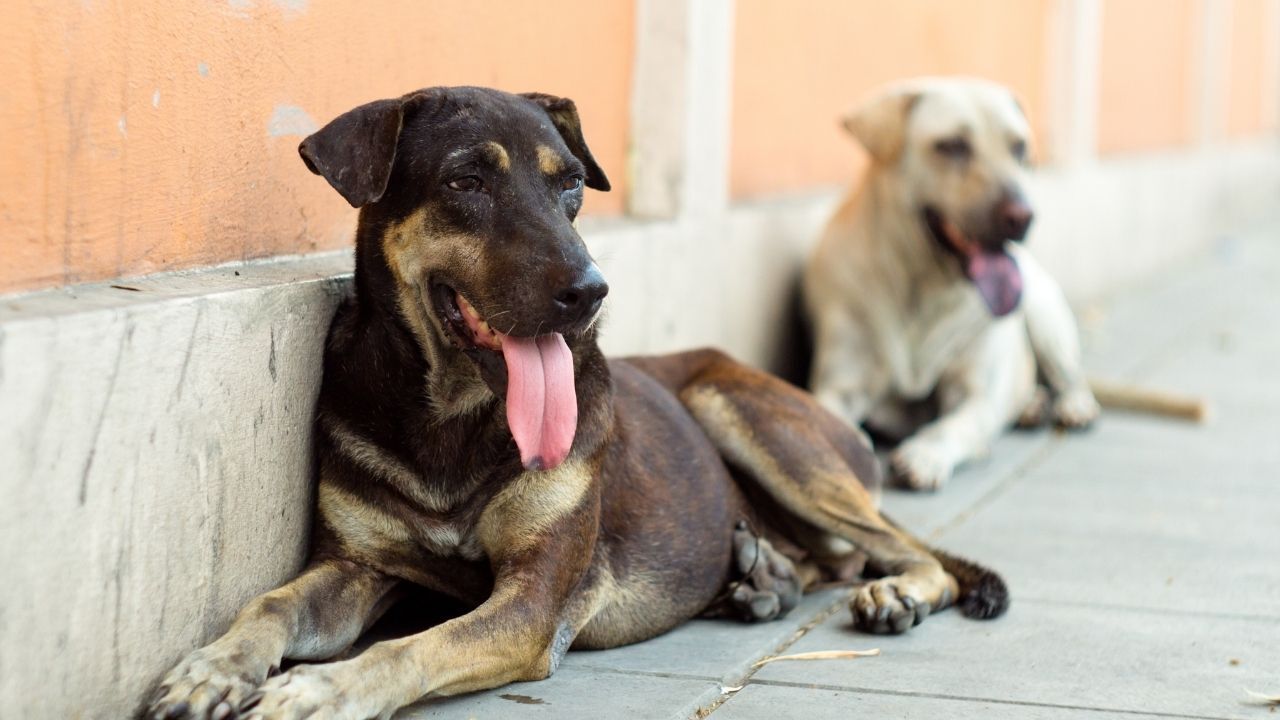 Hayvanları Koruma Kanunu kapsamında sokak hayvanlarının uyutulması yasa teklifi Meclis'e sunulmaya hazırlanıyor