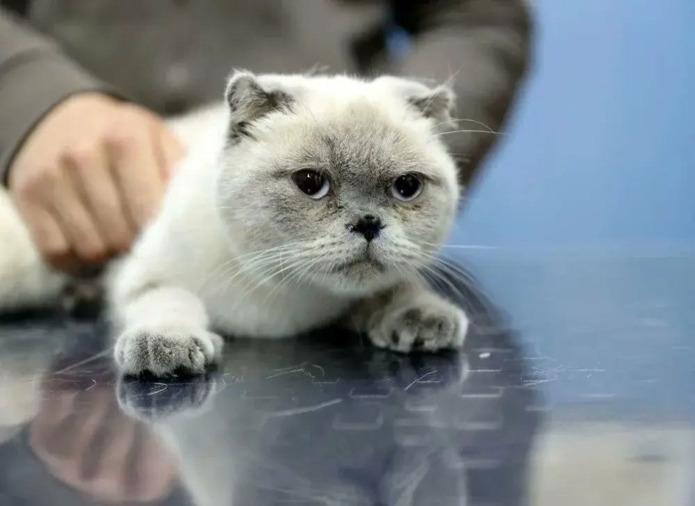 Kediye Burun Estetiği Yapıldı! Burun Ameliyatı Sonrası Sağlığına Kavuştu