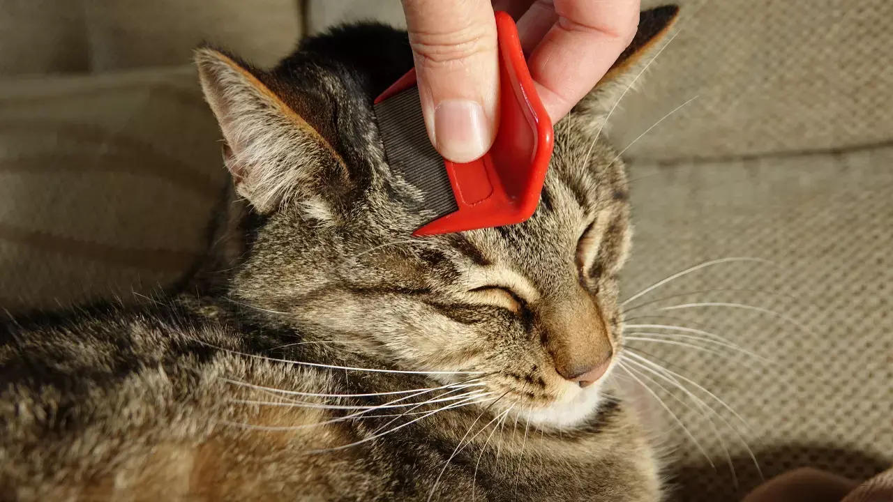 Kedi piresi nasıl temizlenir?
