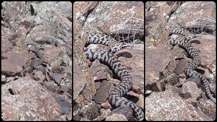 Zehirli yılanları nasıl uzaklaştırabiliriz? Türkiye’de 17 çeşit zehirli yılan var 2