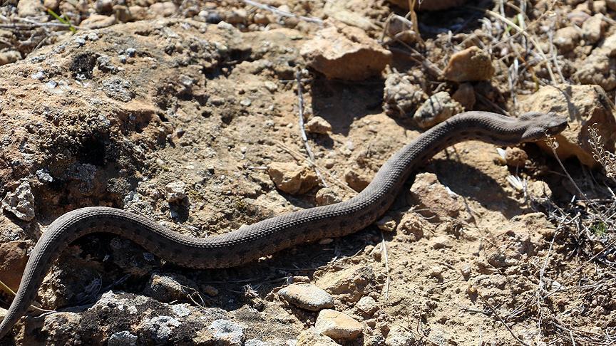 Zehirli yılanları nasıl uzaklaştırabiliriz? Türkiye’de 17 çeşit zehirli yılan var 3