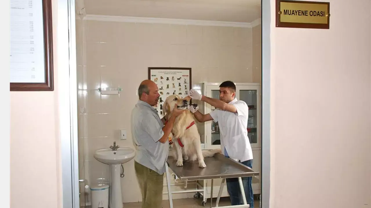 Türkiye’de Bir Ilk! Etimesgut Çiçek Ve Hayvan Hastanesi’nin Hizmetleri