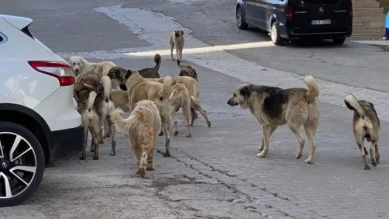 Ünlü Isimlerden Tepki Yağıyor! Nevşin Mengü ”sokak Köpeklerini Uyutma” Düzenlemesi Hakkında Konuştu