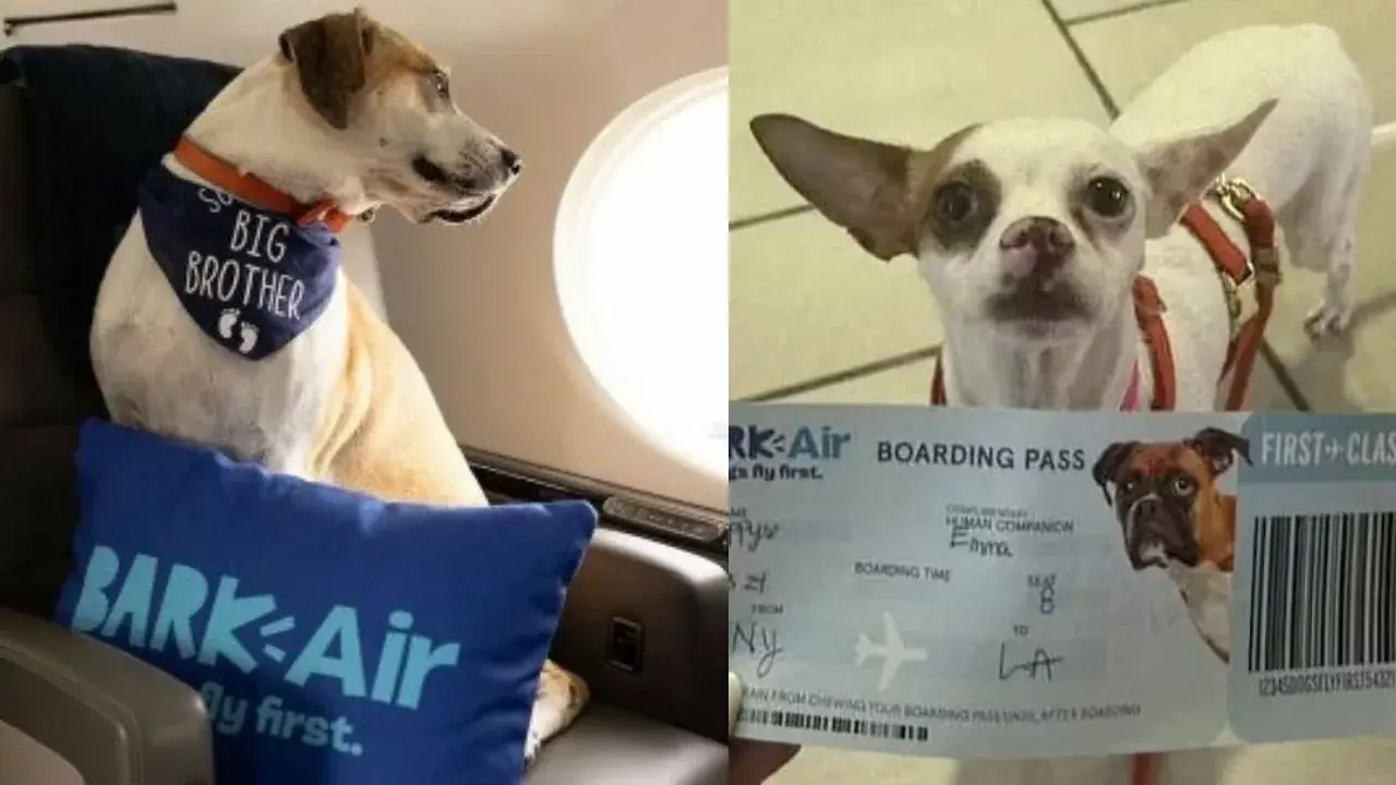 Yalnızca Köpeklere Hizmet Veren Hava Yolu Bark Air, Ilk Uçuşunu Yaptı! En Ucuz Bilet 257 Bin Tl