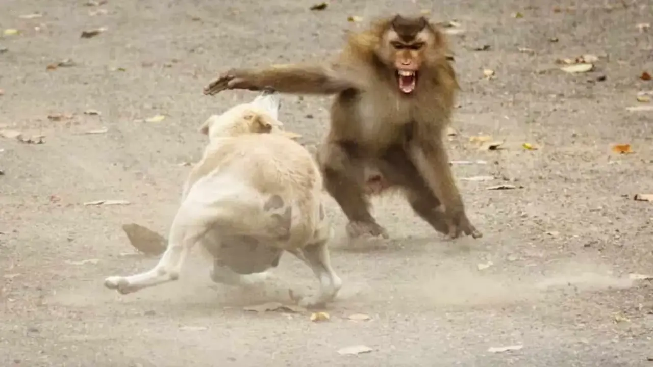 Hindistan Köpek Maymun Savaşına şahit Oldu! 250 Köpek Maymunlar Tarafından öldürüldü