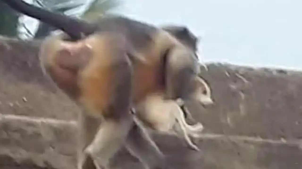 Hindistan Köpek Maymun Savaşına şahit Oldu! 250 Köpek Maymunlar Tarafından öldürüldü