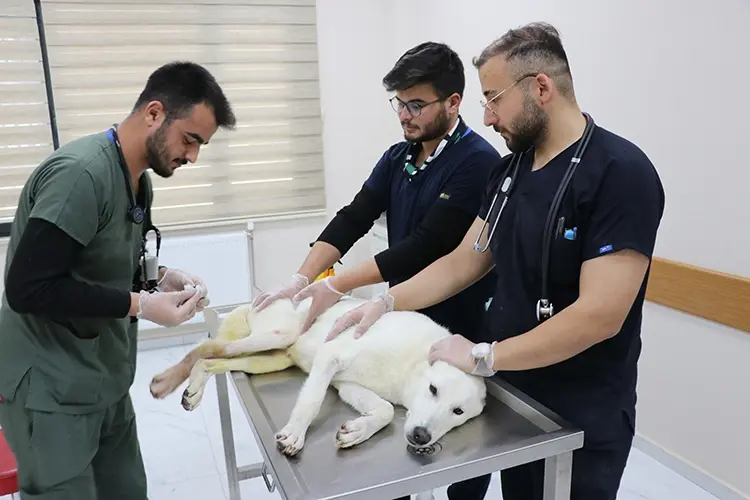 Türkiye’de Bulunan Hayvan Hastaneleri