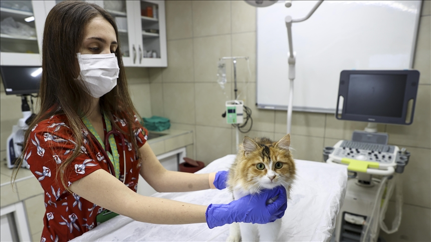 Türkiye'de kaç tane hayvan hastanesi var?