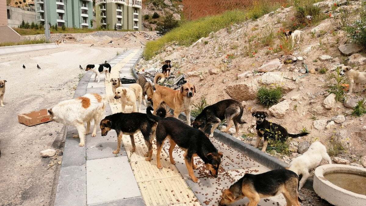 Sokak Hayvanları Yasası teklifi kabul edildi! Köpeğini terk edene 60 bin TL para cezası verilecek