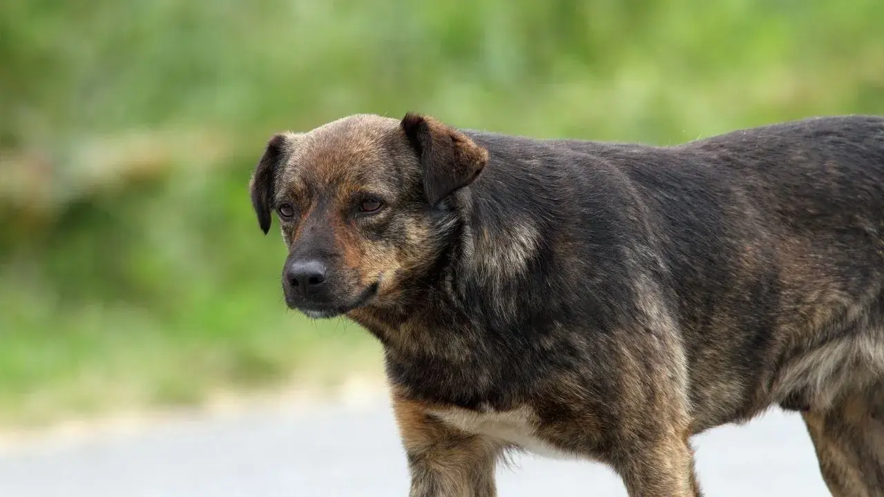 Komisyon, Sokak Köpeklerine ötanazi Ve Sahiplendirme Hakkında Bugün Toplanıyor